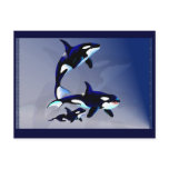 Killer Whale Family-Postcard