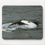 Killer whale mouse pad