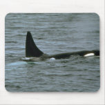 Killer whale mousepads
