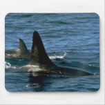 Killer whale mousepads