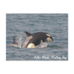 Killer Whale (Orca) Postcard