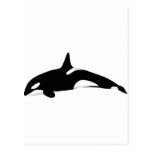 Killer Whale Post Cards