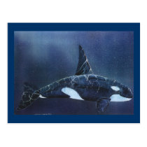 Killer Whale postcards