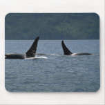 Killer Whales swimming at surface Mouse Pad