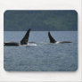 Killer Whales swimming at surface Mouse Pad