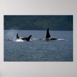 Killer Whales swimming at surface posters