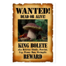 King Bolete - Wanted Dead or Alive Postcard