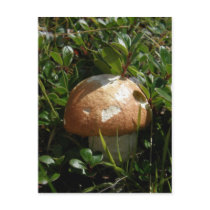 King Boletus Mushroom, Unalaska Island Postcards