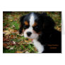 King Charles Cavalier Spaniel Greeting Card