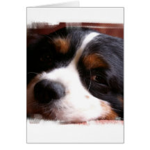 King Charles Cavalier Spaniel Greeting Card