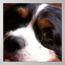 King Charles Cavalier Spaniel Print