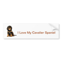 King Charles Spaniel Black & Tan