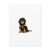 King Charles Spaniel Black & Tan
