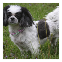 King Charles Spaniel Invitations
