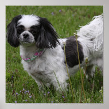 King Charles Spaniel Poster