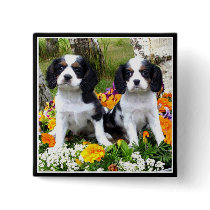 King Charles Spaniel puppies Pin