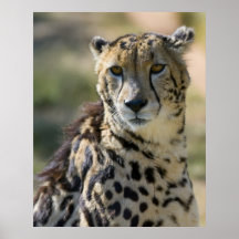 King Cheetah Posters
