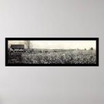 King Cotton Picking Photo 1907 Print