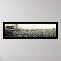 King Cotton Picking Photo 1907 Print