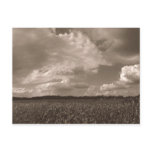 King Cotton Rural South Postcard