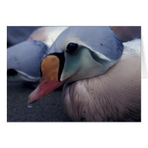 king eider male note card