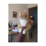 King Leo postcards