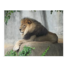 King of the Jungle Postcards