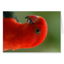 King Parrot cards