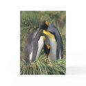 King penguins Lovers cards