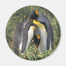 King penguins Lovers Fridge Magnets