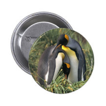 King penguins Lovers Pinback Button