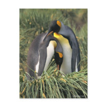 King penguins Lovers Post Cards
