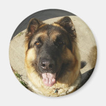 King Shepherd Magnet