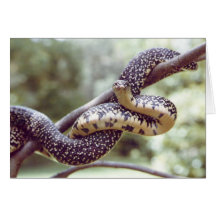 King Snake Card