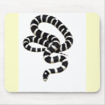 King Snake from Junglewalk.com