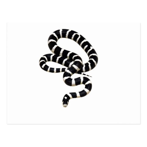 King Snake from Junglewalk.com Post Cards