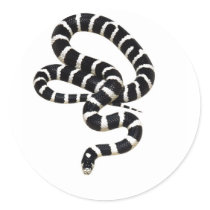King Snake from Junglewalk.com