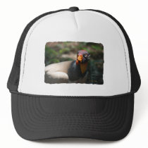 King Vulture bird closeup Sarcoramphus papa