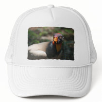 King Vulture bird closeup Sarcoramphus papa