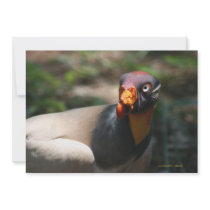 King Vulture bird closeup Sarcoramphus papa