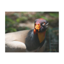 King Vulture bird closeup Sarcoramphus papa