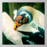 King Vulture Bird Picture posters