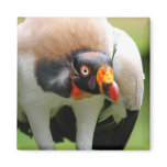 King vulture magnets