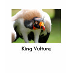 King Vulture t-shirts