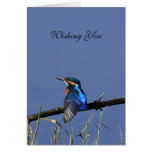 Kingfisher Card