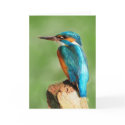 Kingfisher Greeting Card