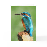 Kingfisher Greeting Card