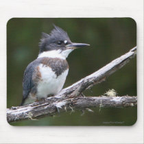 kingfisher mousepads