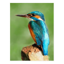 Kingfisher Post Cards