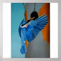 Kingfisher posters